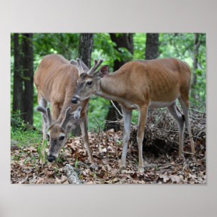 Whitetail Deer Young Bucks in Velvet Poster