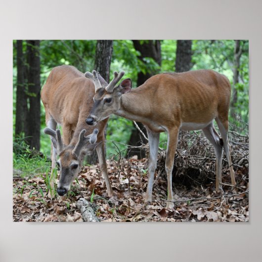 Whitetail Deer Young Bucks in Velvet Poster (Voorkant)