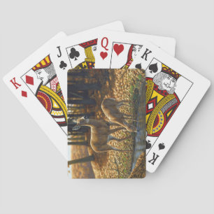 Whitetail Doe en Gemeld die van een Stroom Drink Pokerkaarten