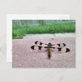 Whitetail Dragonfly Briefkaart (Voorkant / Achterkant)
