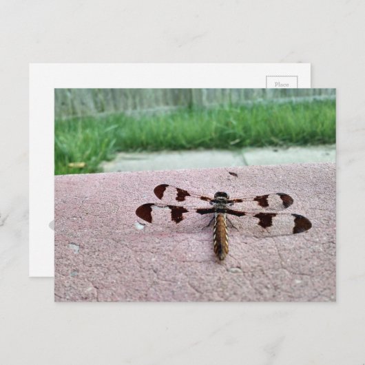 Whitetail Dragonfly Briefkaart (Voorkant / Achterkant)