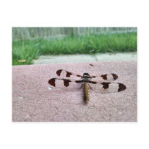 Whitetail Dragonfly Briefkaart