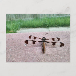 Whitetail Dragonfly Briefkaart