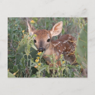 Whitetail Fawn Briefkaart