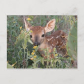 Whitetail Fawn Briefkaart (Voorkant)