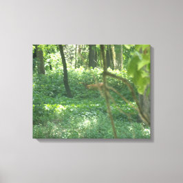 Whitetail-herder Canvas Afdruk