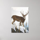 Whitetail-herder Canvas Afdruk (Voorkant)