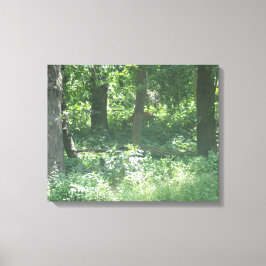 Whitetail-herder Canvas Afdruk