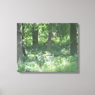 Whitetail-herder Canvas Afdruk