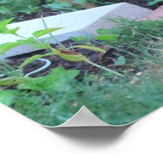 Whitetail hert, Ohio Poster (Hoek)