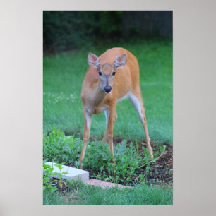 Whitetail hert, Ohio Poster
