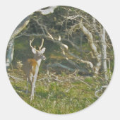 Whitetail Herten Buck OBX Stickers (Voorkant)