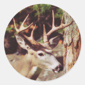 Whitetail Herten (Buck) Sticker (Voorkant)