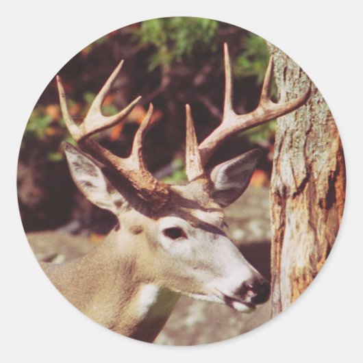Whitetail Herten (Buck) Sticker (Voorkant)
