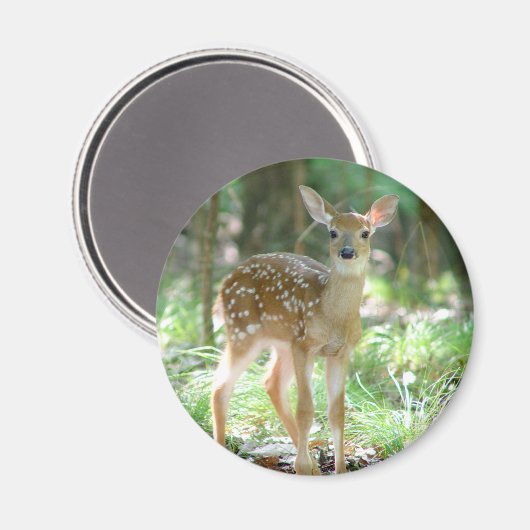 Whitetail Herten Fawn Magnet (Voorkant / Achterkant)