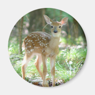 Whitetail Herten Fawn Magnet