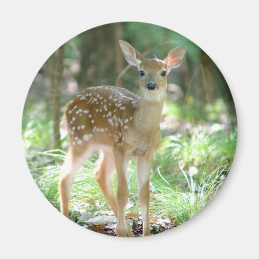 Whitetail Herten Fawn Magnet (Voorkant)
