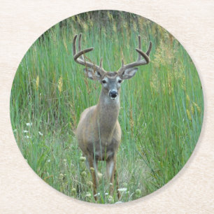 Whitetail Herten in Meadow Paper Onderzetter