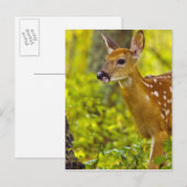 Whitetail-herten in Whitefish, Montana, Verenigde  Briefkaart (Voorkant / Achterkant)