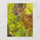 Whitetail-herten in Whitefish, Montana, Verenigde Briefkaart (Voorkant)