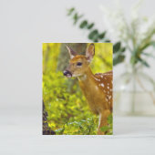 Whitetail-herten in Whitefish, Montana, Verenigde  Briefkaart (Staand voorkant)