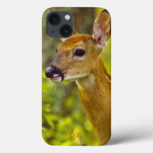 Whitetail-herten in Whitefish, Montana, Verenigde Case-Mate iPhone Case