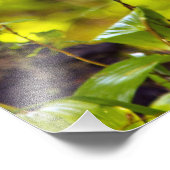 Whitetail-herten in Whitefish, Montana, Verenigde  Foto Afdruk (Hoek)