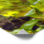 Whitetail-herten in Whitefish, Montana, Verenigde Poster (Hoek)