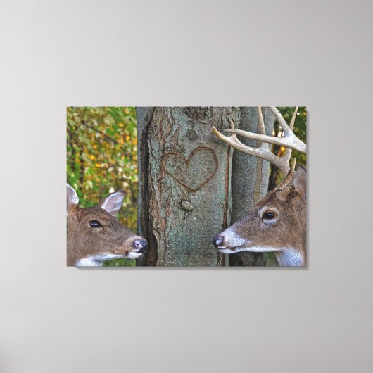 Whitetail Herten met hart op boom Canvas Afdruk (Voorkant)