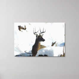 Whitetail Herten Winter Antlers Canvas Print