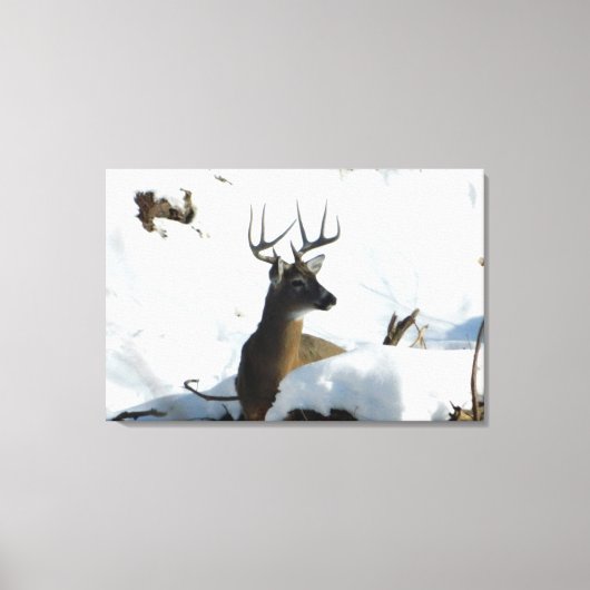 Whitetail Herten Winter Antlers Canvas Print (Voorkant)