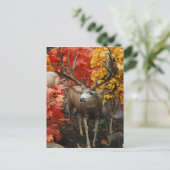 Whitetail in het najaar briefkaart (Staand voorkant)
