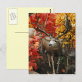 Whitetail in het najaar briefkaart (Voorkant / Achterkant)