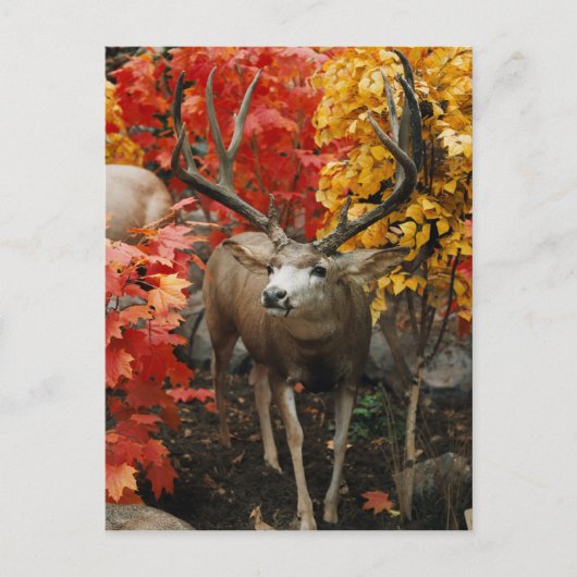 Whitetail in het najaar briefkaart (Voorkant)