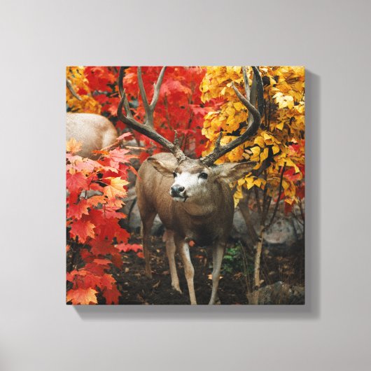 Whitetail in het najaar canvas afdruk (Voorkant)