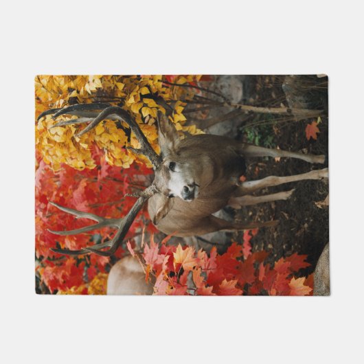Whitetail in het najaar deurmat (Voorkant)
