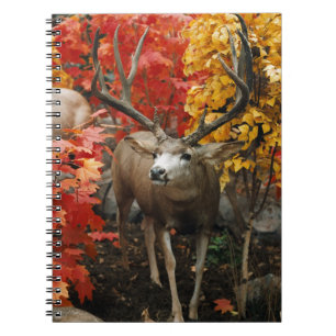 Whitetail in het najaar notitieboek