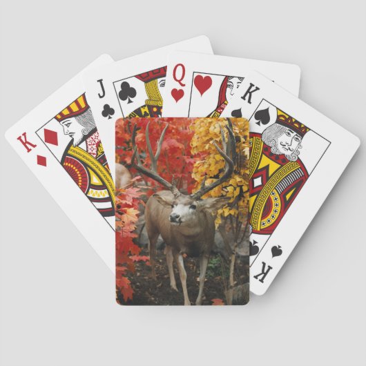 Whitetail in het najaar pokerkaarten (Achterkant)