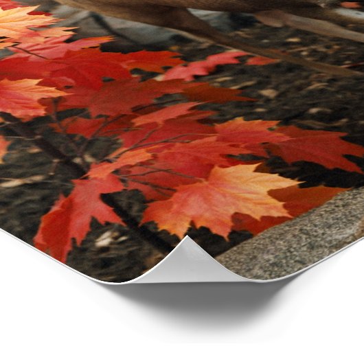 Whitetail in het najaar poster (Hoek)