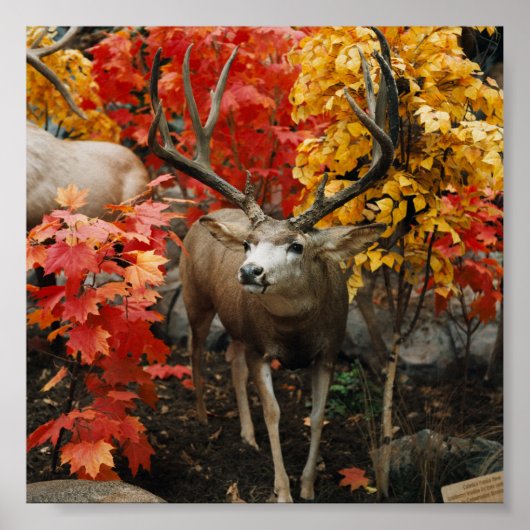Whitetail in het najaar poster (Voorkant)