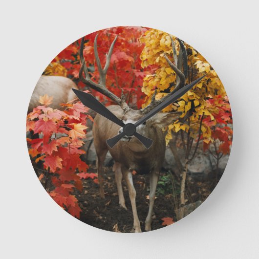 Whitetail in het najaar ronde klok (Voorkant)