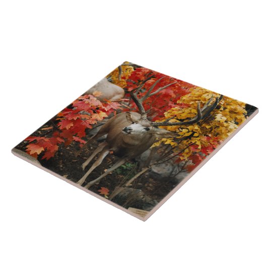 Whitetail in het najaar tegeltje (Zijkant)