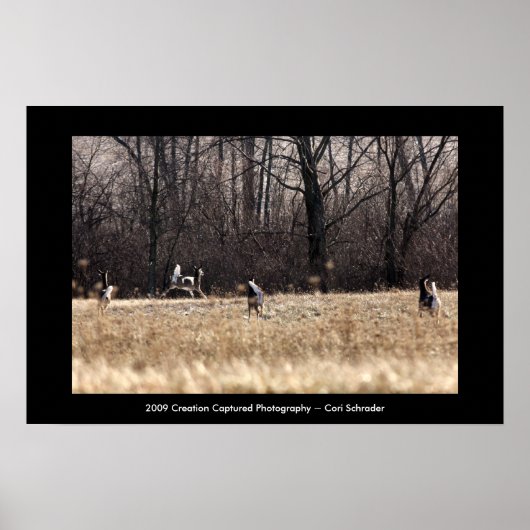 Whitetail-Poster uitvoeren Poster (Voorkant)