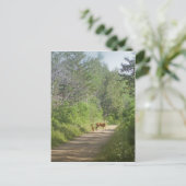 Whitetails Briefkaart (Staand voorkant)