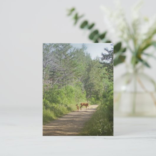 Whitetails Briefkaart (Staand voorkant)