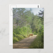 Whitetails Briefkaart (Voorkant / Achterkant)