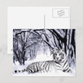 WhiteTiger Briefkaart (Voorkant / Achterkant)