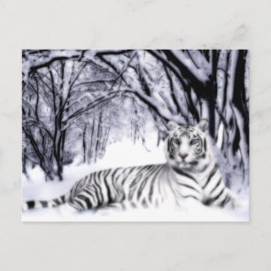 WhiteTiger Briefkaart