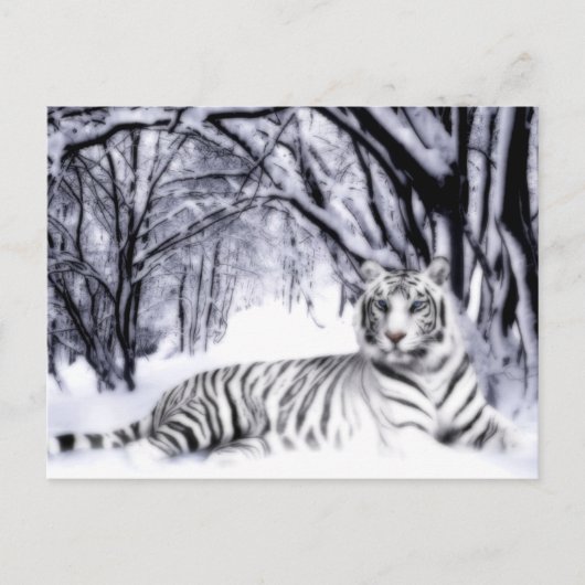 WhiteTiger Briefkaart (Voorkant)