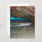 Whitetip Ref Shark 2 Briefkaart (Voorkant / Achterkant)